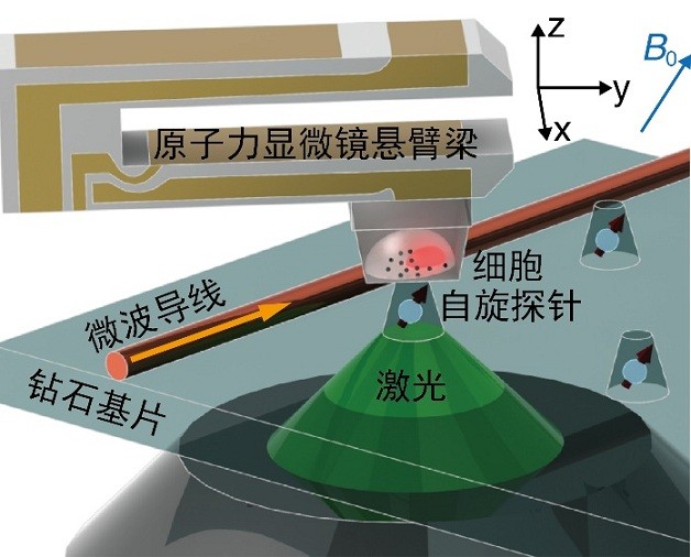 給肝癌細(xì)胞拍"超清寫真"，"鉆石傳感器"分辨率可達(dá)10納米