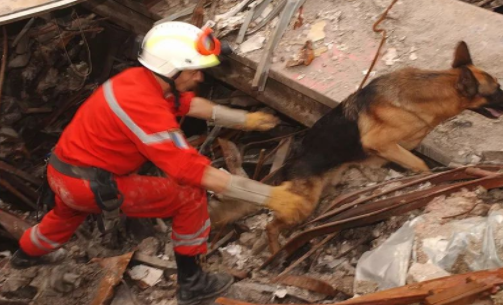 【傳感頭條】今日看點(diǎn)：犬式嗅覺傳感器探測地震廢墟下生命