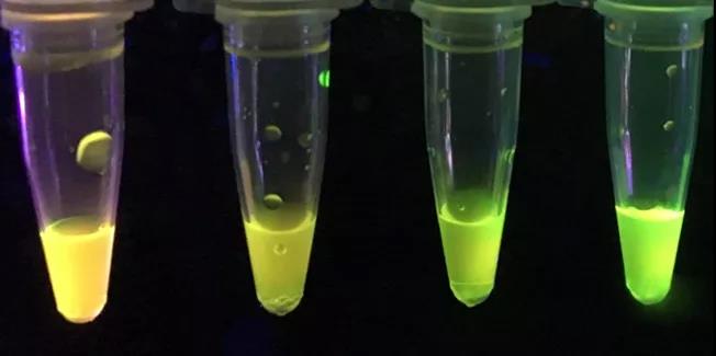 外國化學(xué)家開發(fā)新型紙質(zhì)傳感器，可檢測強(qiáng)效神經(jīng)毒素